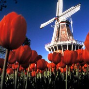 2 Plazas para una Formacion en Holanda